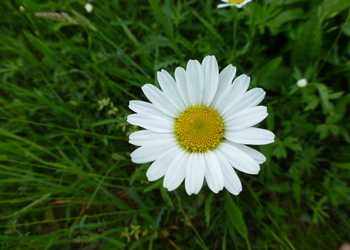 Große Wiesen-Margerite (Leucanthemum ircutianum) - © Philipp Sengl